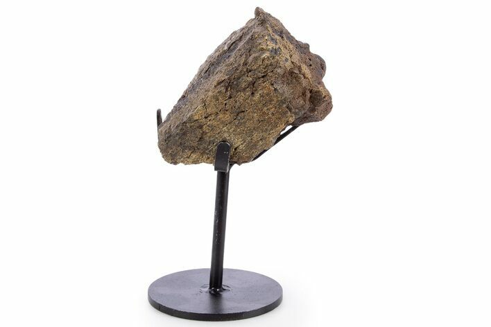 Dinosaur (Triceratops) Frill Shield Section - South Dakota #340075